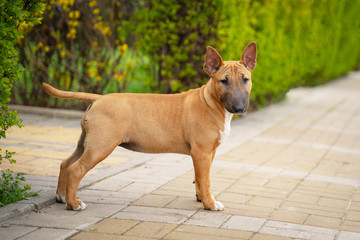 Cute red miniature bull terrier puppy posing outdoors in the park - obrazy, fototapety, plakaty