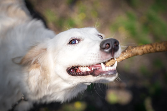 Close-up Portrait of adorable dog breed golden retriever takes Apport from owner hand. Games dogs and her master