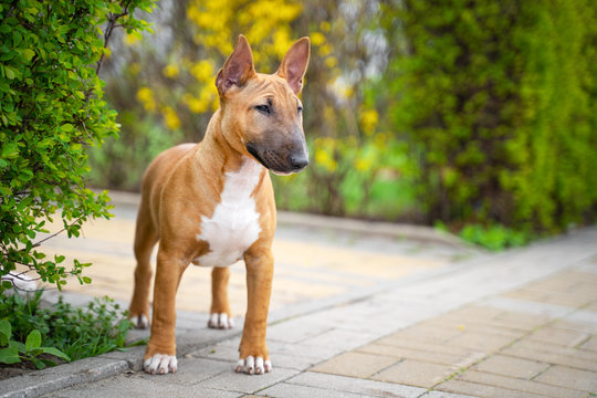 Beautiful red miniature bull terrier puppy outdoors