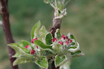 Beautiful pink red flower of the Top Red Aplle tree