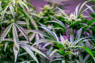 Controlled Cannabis Farming