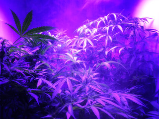 Controlled Cannabis Farming