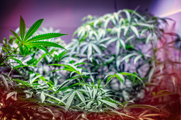 Controlled Cannabis Farming