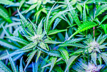 Controlled Cannabis Farming