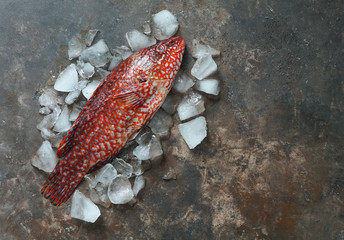 Ballan wrasse raw fresh ready to be cooked, top view