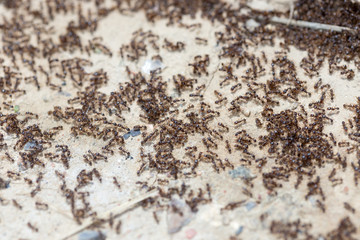 ants run to the anthill