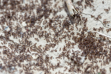 ants run to the anthill