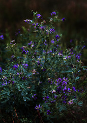 Obraz premium wild purple alfalfa flowers