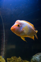 golden fish in the sea