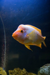 golden fish in the sea