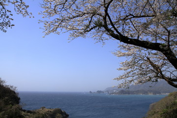 Fototapeta na wymiar 松崎町から見た堂ヶ島と桜