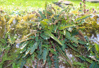 Wild Pteridophyta in the filed in the forest near stream and cave