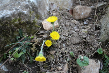 Tussilago farfara common Coltsfoot in the forest