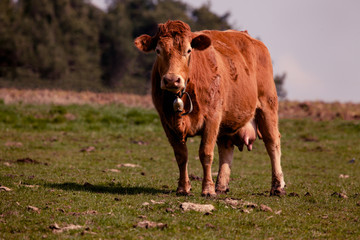 Eine Kuh steht auf der Weide