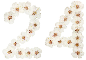 Numeral 24, twenty four, from natural white flowers of apricot tree, isolated on white background