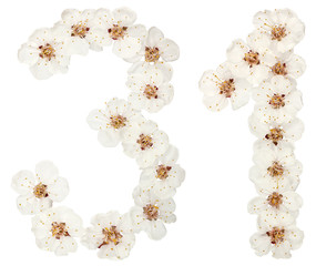 Numeral 31, thirty one, from natural white flowers of apricot tree, isolated on white background