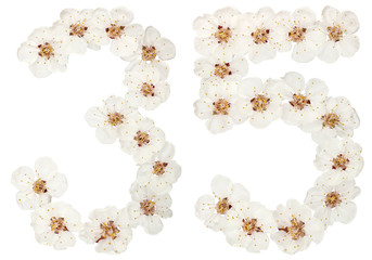 Numeral 35, thirty five, from natural white flowers of apricot tree, isolated on white background