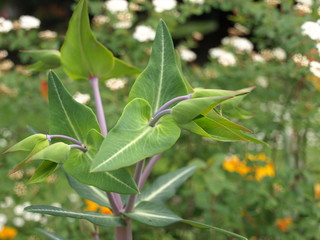 Asclepias cordifolia