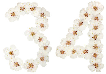 Numeral 34, thirty four, from natural white flowers of apricot tree, isolated on white background