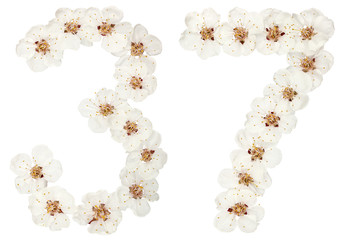 Numeral 37, thirty seven, from natural white flowers of apricot tree, isolated on white background