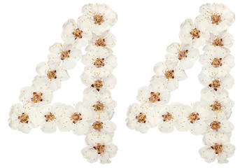 Numeral 44, forty four, from natural white flowers of apricot tree, isolated on white background