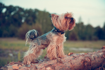 Alone Yorkshire terrier dog walking on inclined tree trunk and courageously exploring wild forest...