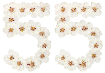 Numeral 55, fifty five, from natural white flowers of apricot tree, isolated on white background