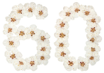Numeral 60, sixty, from natural white flowers of apricot tree, isolated on white background