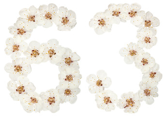 Numeral 63, sixty three, from natural white flowers of apricot tree, isolated on white background