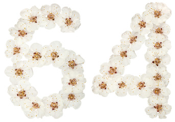 Numeral 64, sixty four, from natural white flowers of apricot tree, isolated on white background
