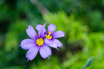 Bermudiana