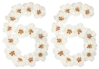 Numeral 66, sixty six, from natural white flowers of apricot tree, isolated on white background