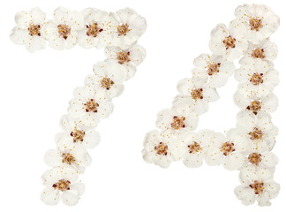 Numeral 74, seventy four, from natural white flowers of apricot tree, isolated on white background
