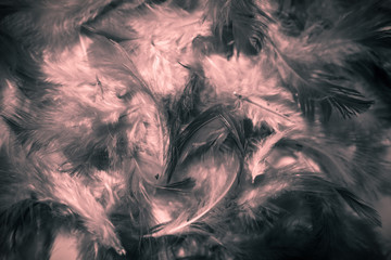 Beautiful colorful black and white feathers textures background and wallpaper art
