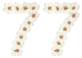 Numeral 77, seventy seven, from natural white flowers of apricot tree, isolated on white background
