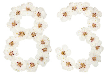 Numeral 83, eighty three, from natural white flowers of apricot tree, isolated on white background