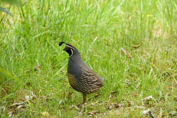 Schopfwachtel Neuseeland