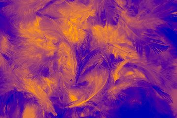 Beautiful colorful black and white feathers textures background and wallpaper art