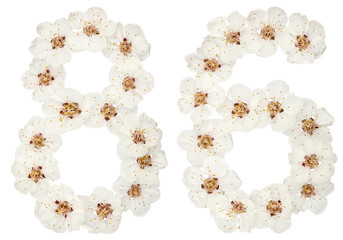 Numeral 86, eighty six, from natural white flowers of apricot tree, isolated on white background
