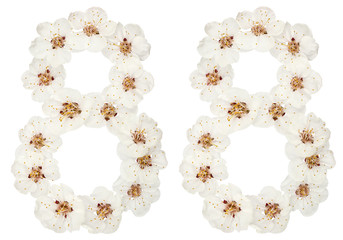 Numeral 88, eighty eight, from natural white flowers of apricot tree, isolated on white background