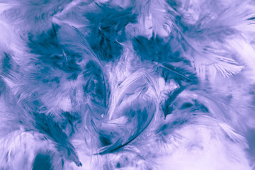 Beautiful colorful black and white feathers textures background and wallpaper art