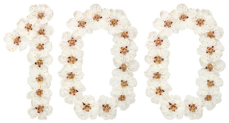 Numeral 100, one hundred, from natural white flowers of apricot tree, isolated on white background