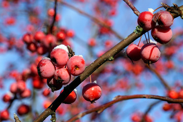 rote Früchte des Kirschapfel (Malus baccata), auch Beerenapfel