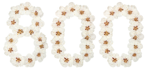 Numeral 800, eight hundred, from natural white flowers of apricot tree, isolated on white background