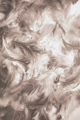 Obraz premium Beautiful colorful black and white feathers textures background and wallpaper art