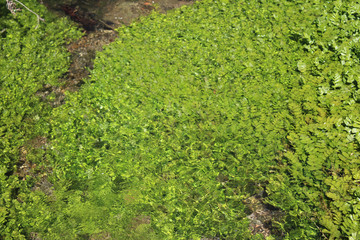 Water grass in stream in the front of the Potpec cave, Serbia