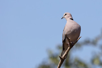 Kapturteltaube / Cape turtle dove / Streptopelia capicola