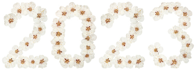 Inscription 2023, from natural white flowers of apricot tree, isolated on white background