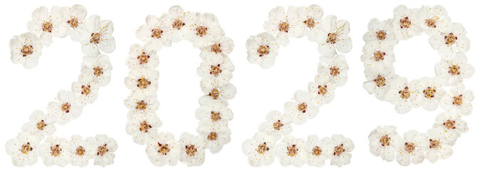 Inscription 2029, from natural white flowers of apricot tree, isolated on white background