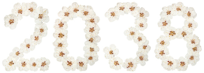 Inscription 2038, from natural white flowers of apricot tree, isolated on white background